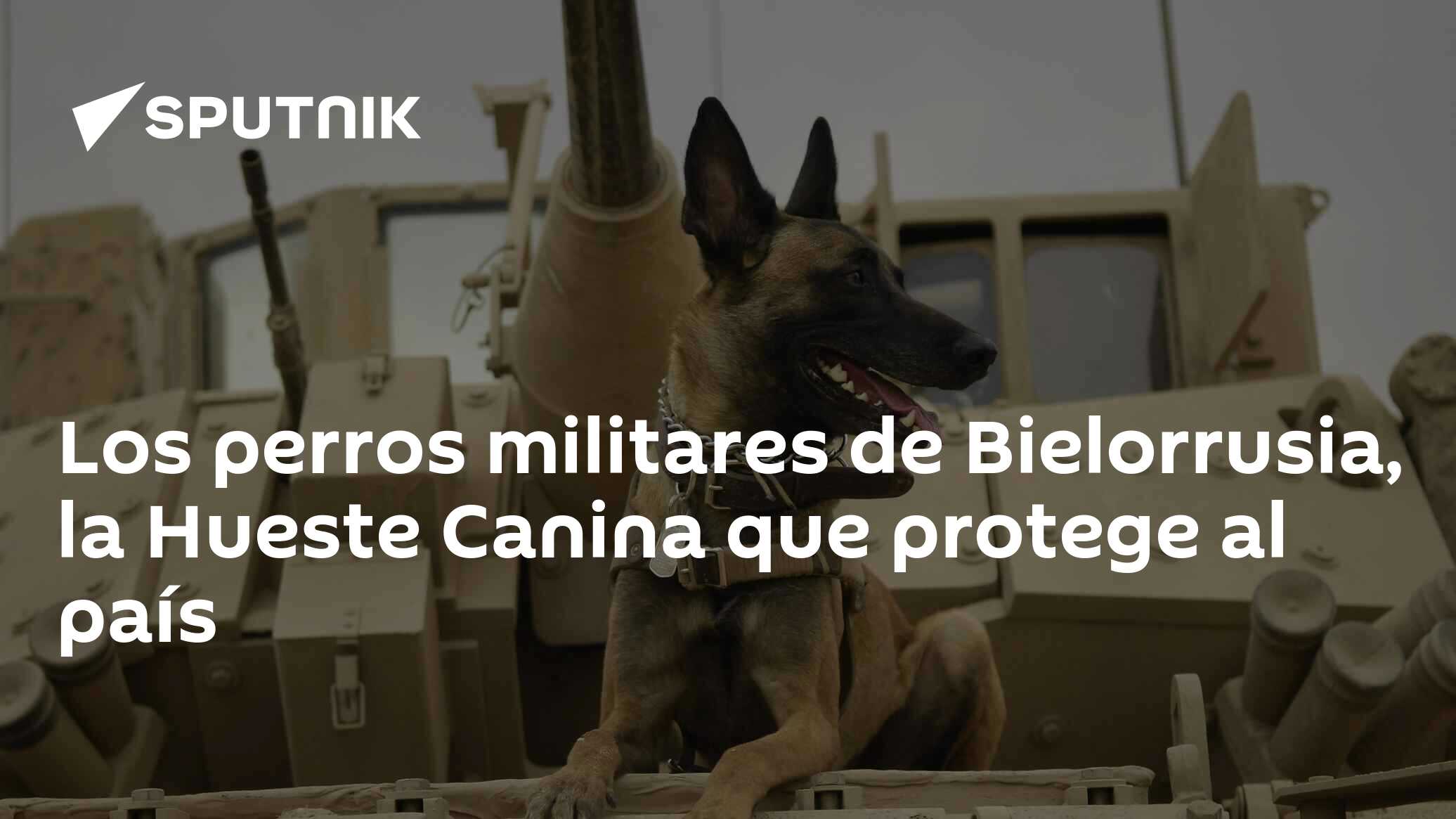 Los perros militares de Bielorrusia, la Hueste Canina que protege al país -  27.05.2017, Sputnik Mundo