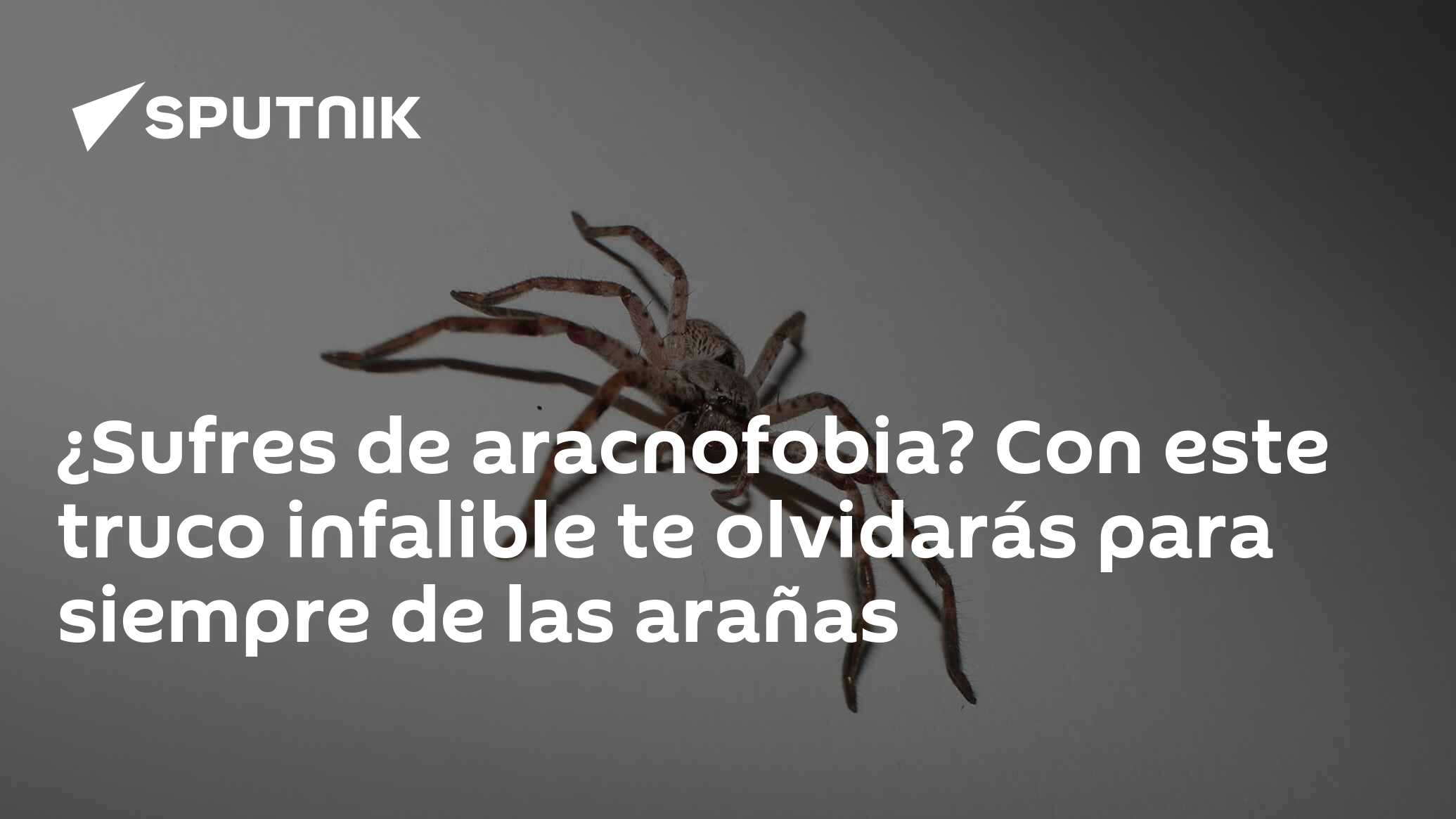 ¿sufres De Aracnofobia Con Este Truco Infalible Te Olvidarás Para