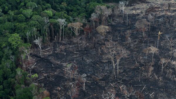 Deforestación en Brasil - Sputnik Mundo