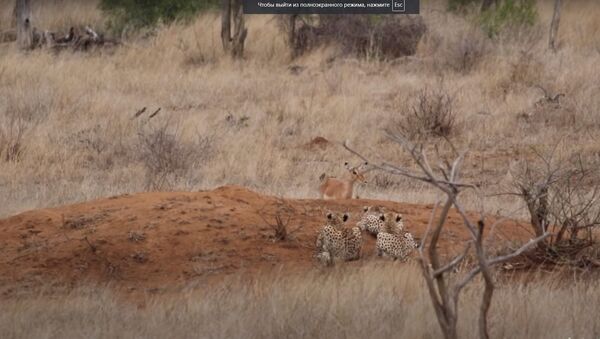 Un impala camina directo a las fauces de tres guepardos… y la naturaleza no lo perdona  - Sputnik Mundo
