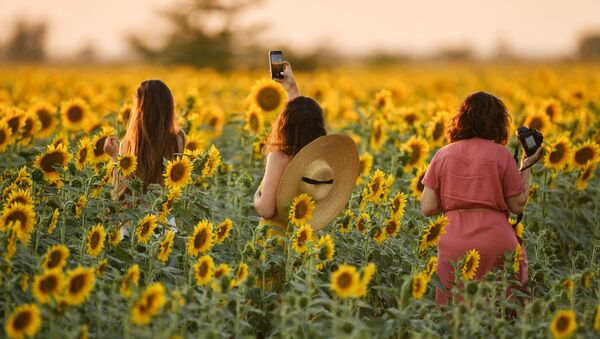 Девушки во время цветения подсолнечника на поле в Симферопольском районе - Sputnik Mundo
