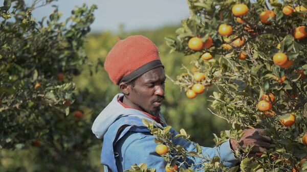 Un jornalero migrante recolecta mandarinas cerca de Lepe, Huelva - Sputnik Mundo