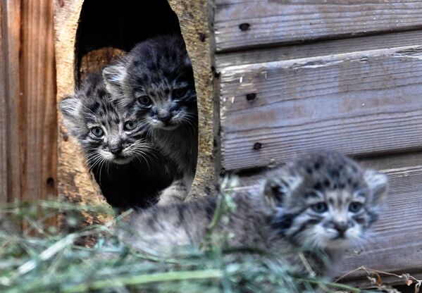 Los 16 gatitos más peludos del mundo nacen en Rusia a la vez - Sputnik Mundo