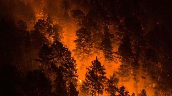 Siberia en llamas: así arden los bosques más inaccesibles del planeta - Sputnik Mundo