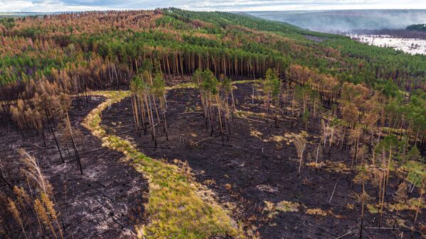 Siberia en llamas: así arden los bosques más inaccesibles del planeta - Sputnik Mundo
