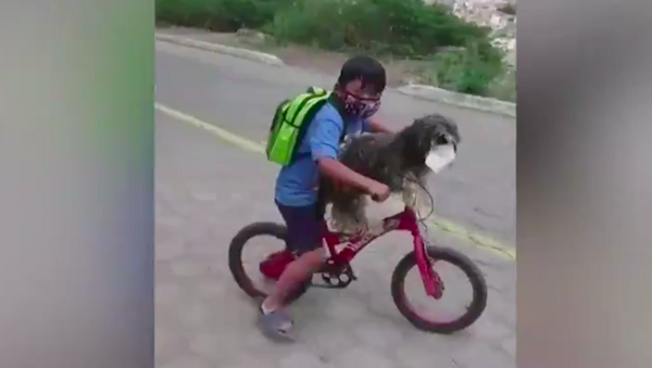 Un niño le pone una mascarilla a su perro antes de montar juntos en bicicleta - Sputnik Mundo