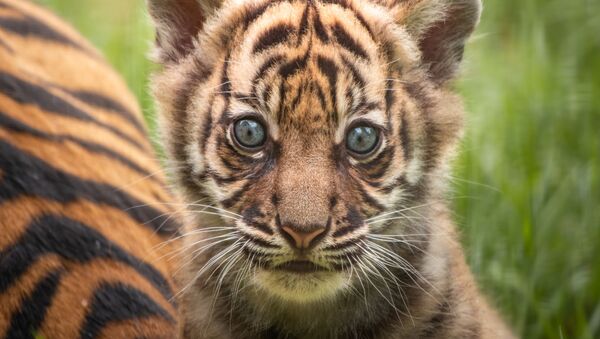 Bestias en peligro: el mundo celebra el Día Internacional del Tigre - Sputnik Mundo
