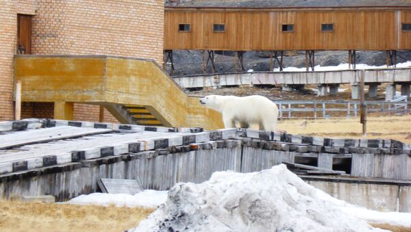 Un oso junto al edificio del cine en el asentamiento ruso de Piramida, en el archipiélago noruego de Svalbard - Sputnik Mundo