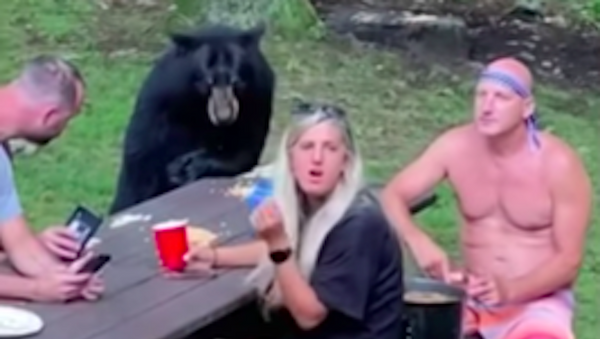 Una familia disfruta de un picnic con un oso en Maryland - Sputnik Mundo