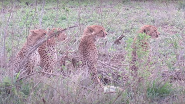 Una contra cinco: una leona le quita la comida a cinco guepardos - Sputnik Mundo