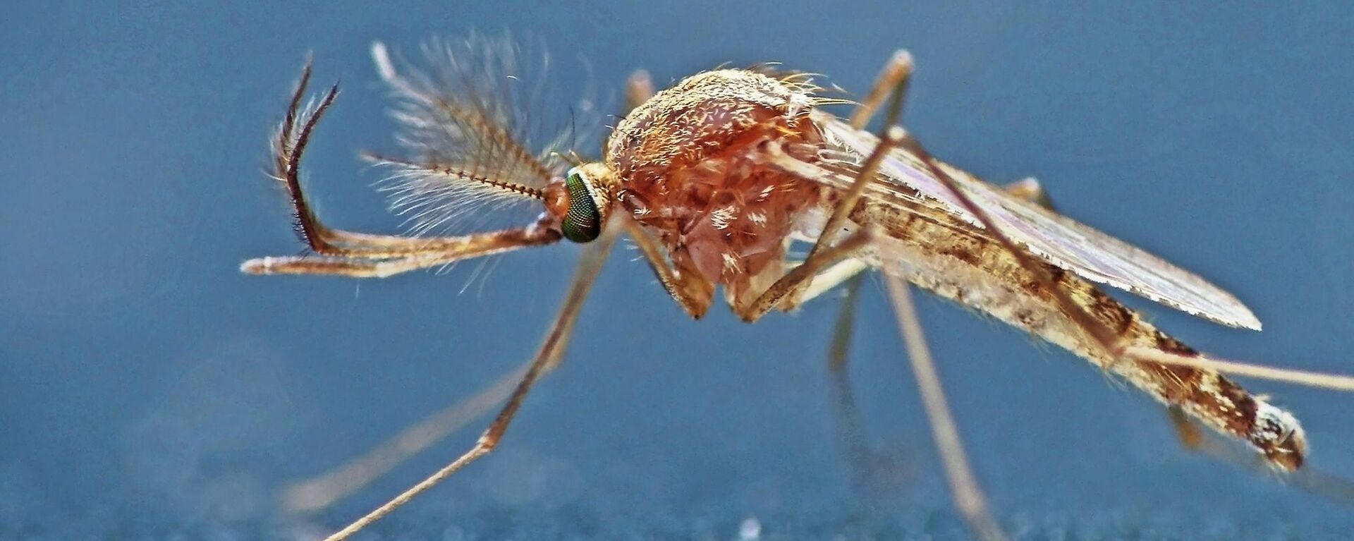 Mosquito (imagen referencial) - Sputnik Mundo, 1920, 02.09.2020