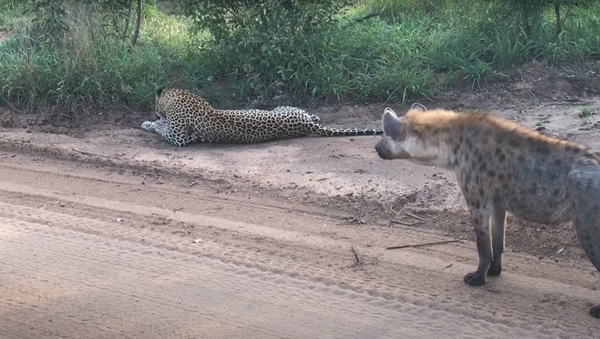 Una hiena toma por sorpresa a un leopardo y le da un susto de muerte - Sputnik Mundo