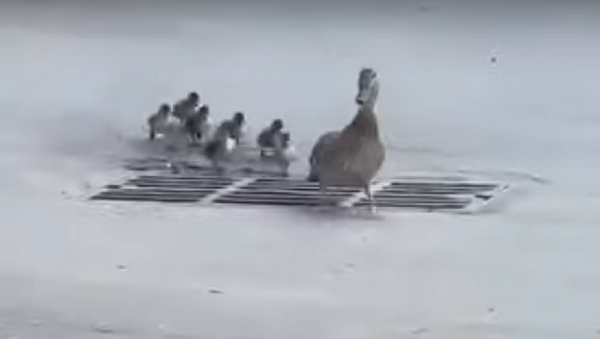Una mamá pato pierde a sus patitos en una alcantarilla - Sputnik Mundo