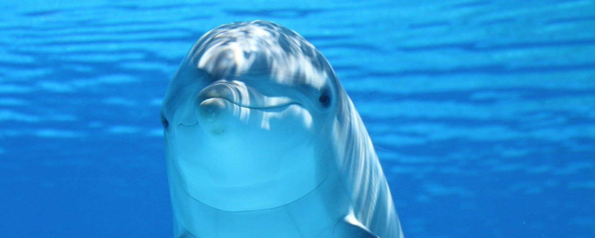 Foto referencial de un delfín - Sputnik Mundo, 1920, 24.02.2021