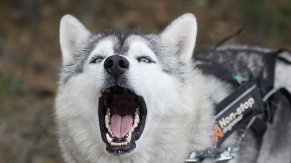 un perro de raza husky (imagen referencial) - Sputnik Mundo