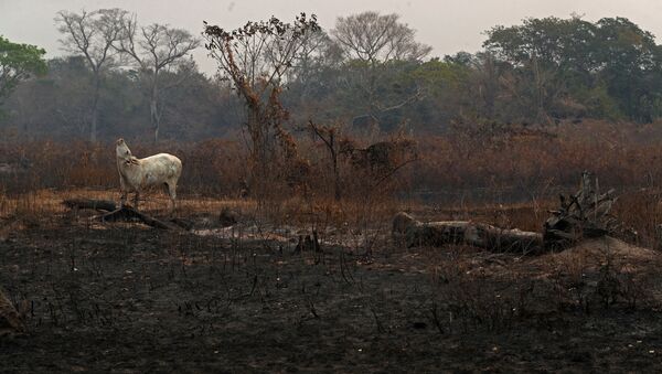 Consecuencias de los incendios en el Pantanal, Brasil - Sputnik Mundo