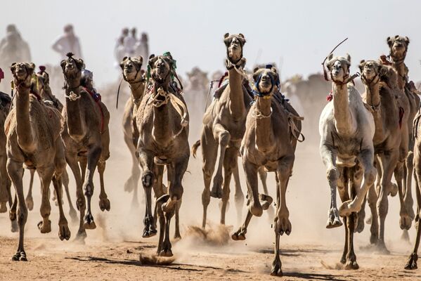 Así son las carreras de camellos en Egipto

 - Sputnik Mundo