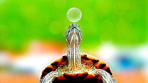 Una tortuga, imagen referencial - Sputnik Mundo