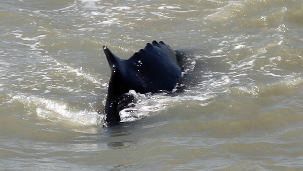 Una ballena jorobada en las aguas del río East Alligator River  - Sputnik Mundo