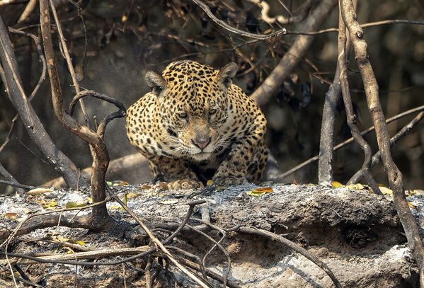 El jaguar es el mayor felino de América y en algunas culturas se considera una fuente de fuerza. El jaguar solía habitar desde el suroeste de EEUU hasta el centro de Argentina, pero en la actualidad solo hay unos 50.000 jaguares adultos en el mundo, y ese número sigue disminuyendo, principalmente debido a la caza furtiva y la deforestación. - Sputnik Mundo