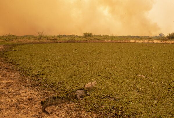 La fauna del Pantanal arde en los incendios declarados en esta región de Brasil

 - Sputnik Mundo