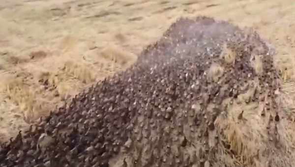 Miles de patos inundan los campos de arroz de Tailandia  - Sputnik Mundo