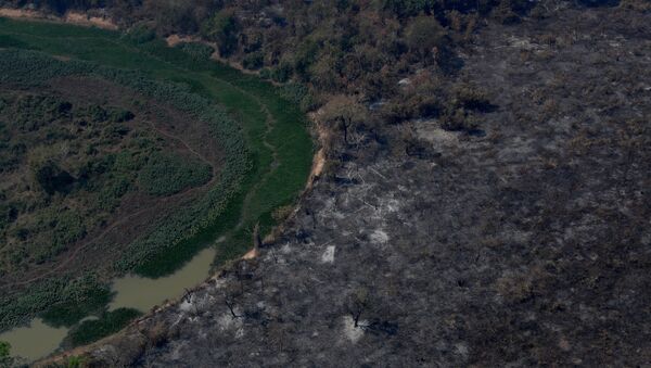 Las consecuencias de los incendios en el Pantanal de Brasil - Sputnik Mundo