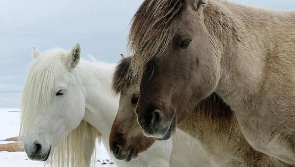 Así sobreviven los caballos callejeros de una aldea en el norte de Rusia - Sputnik Mundo