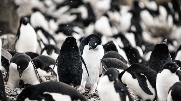 Los pingüinos de Adelie - Sputnik Mundo
