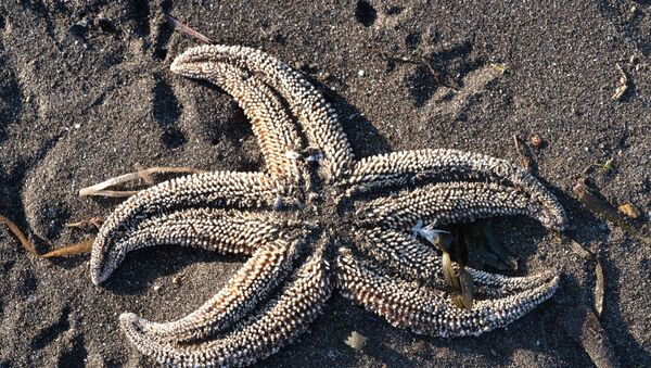 Estrella de mar muerta en la playa de Jalaktirski en Kamchatka - Sputnik Mundo
