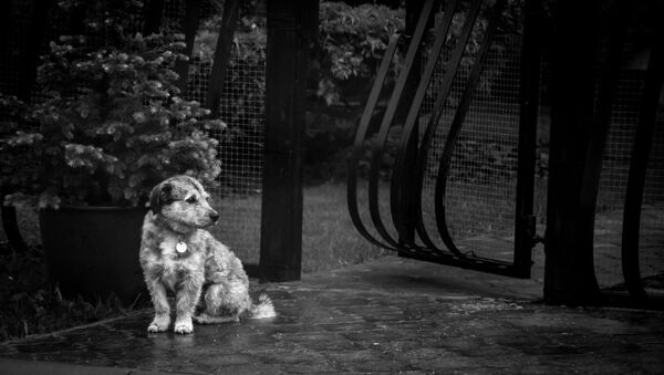 Un perrito bajo la lluvia - Sputnik Mundo