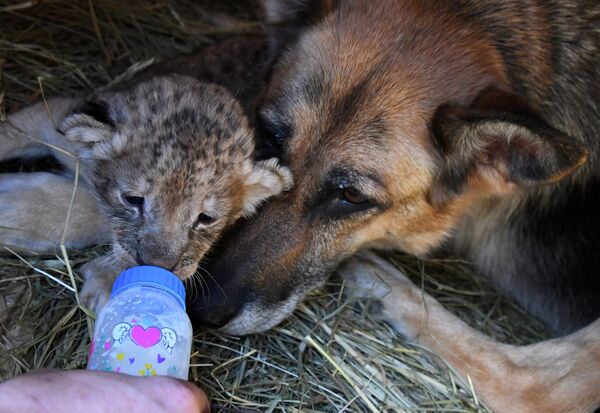 Cómo una perra se convirtió en la madre de unos cachorros de león

 - Sputnik Mundo