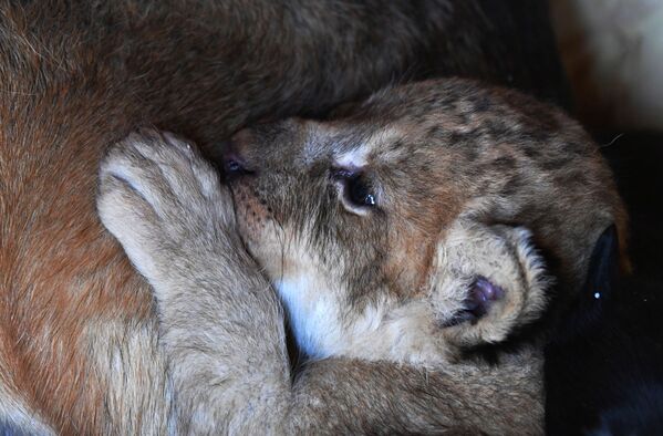 Cómo una perra se convirtió en la madre de unos cachorros de león

 - Sputnik Mundo
