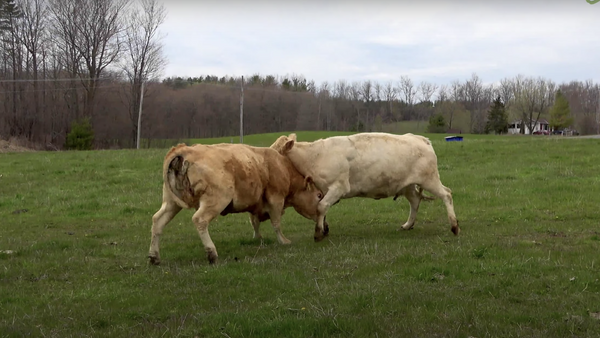 Estas vacas luchan en una feroz batalla cabeza a cabeza  - Sputnik Mundo