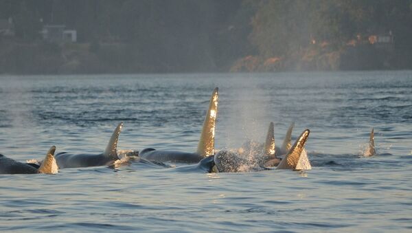 Un grupo de ballenas orcas (archivo) - Sputnik Mundo