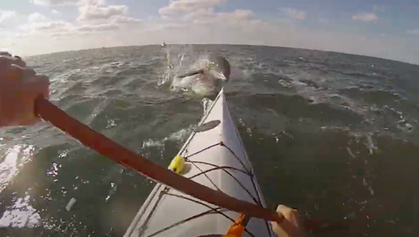 Un delfín salta sobre un kayak - Sputnik Mundo