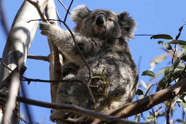 ¿Cómo rescatan a los koalas afectados por los incendios forestales? - Sputnik Mundo