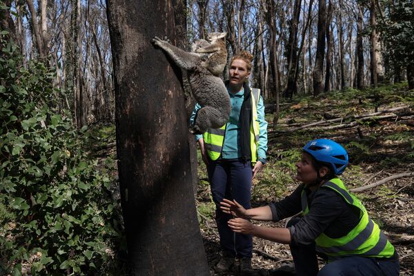¿Cómo rescatan a los koalas afectados por los incendios forestales? - Sputnik Mundo