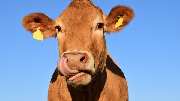 Imagen referencial de una vaca en ganadería - Sputnik Mundo