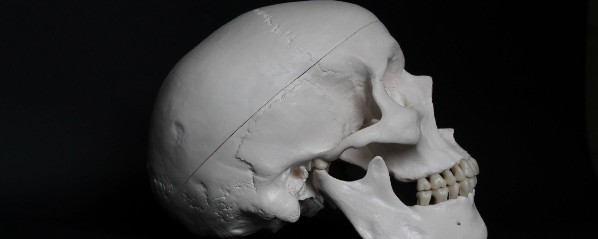 Un cráneo humano (archivo) - Sputnik Mundo, 1920, 27.05.2021