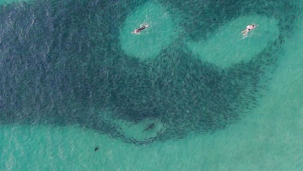 Unos bañistas despistados nadan lado a lado con tiburones hambrientos en Australia - Sputnik Mundo