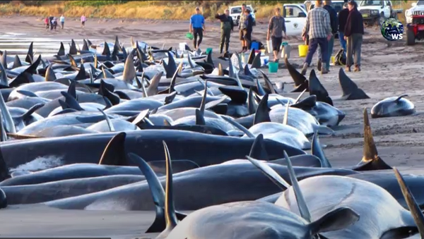 Las ballenas varadas en la costa de Sri Lanka - Sputnik Mundo