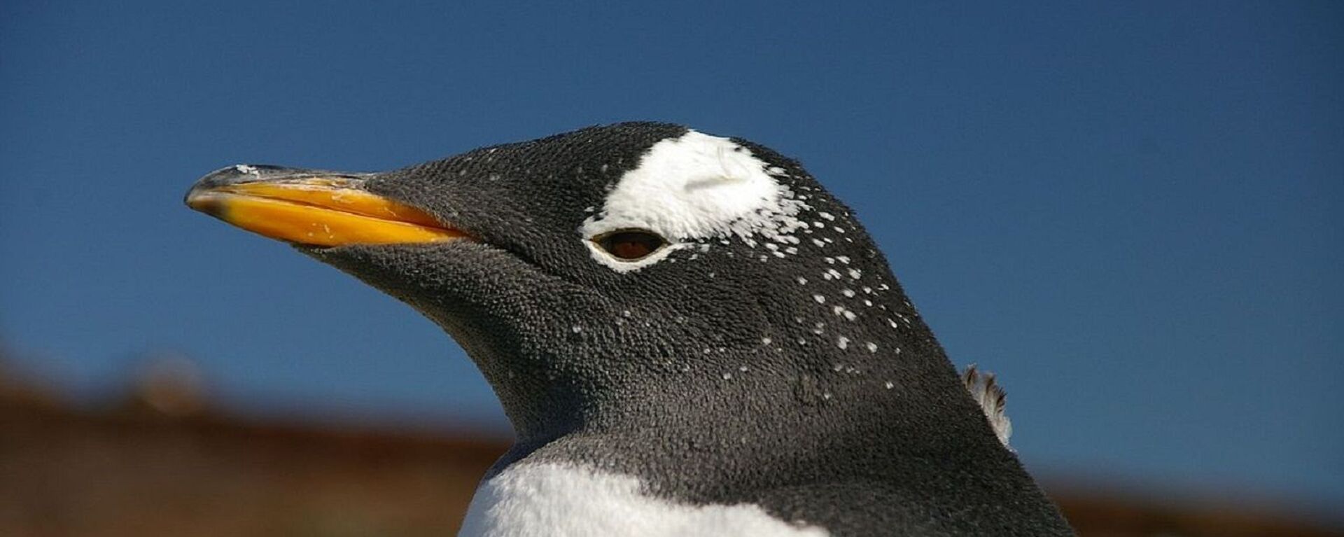 Un pingüino Pygoscelis papua papua - Sputnik Mundo, 1920, 09.02.2023