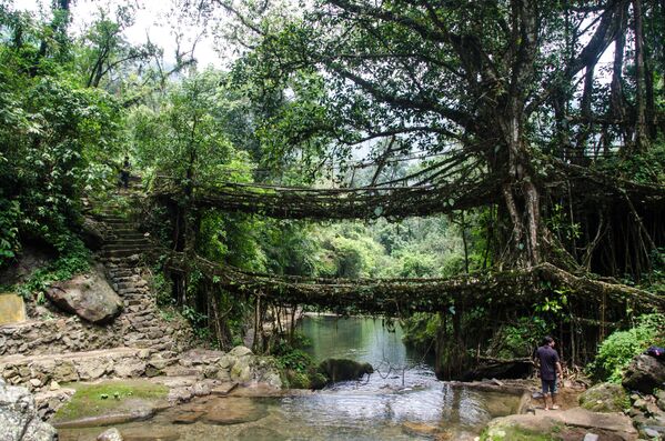 En la India, hay puentes de raíz de árboles vivos. Se encuentran exclusivamente en los estados de Megalaya y Nagaland, al este del país. Las raíces del árbol del caucho se utilizan para construir los puentes. Son lanzados al otro lado del río o del abismo y comienzan a crecer allí. Hacen falta unos 15 años para construir un puente de este tipo, pero es muy fuerte y puede soportar hasta 50 personas siempre que el árbol siga vivo.
 - Sputnik Mundo