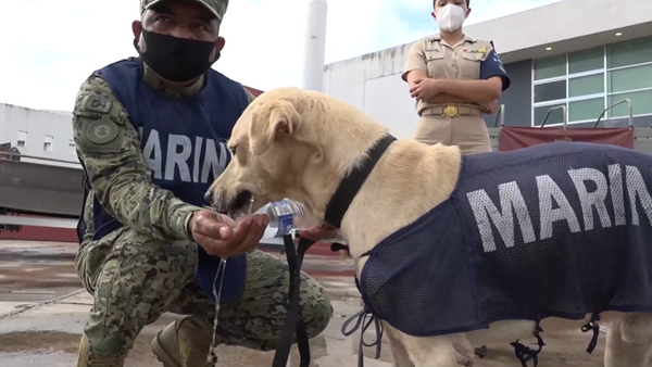 El perro rescatado por la Marina de México - Sputnik Mundo