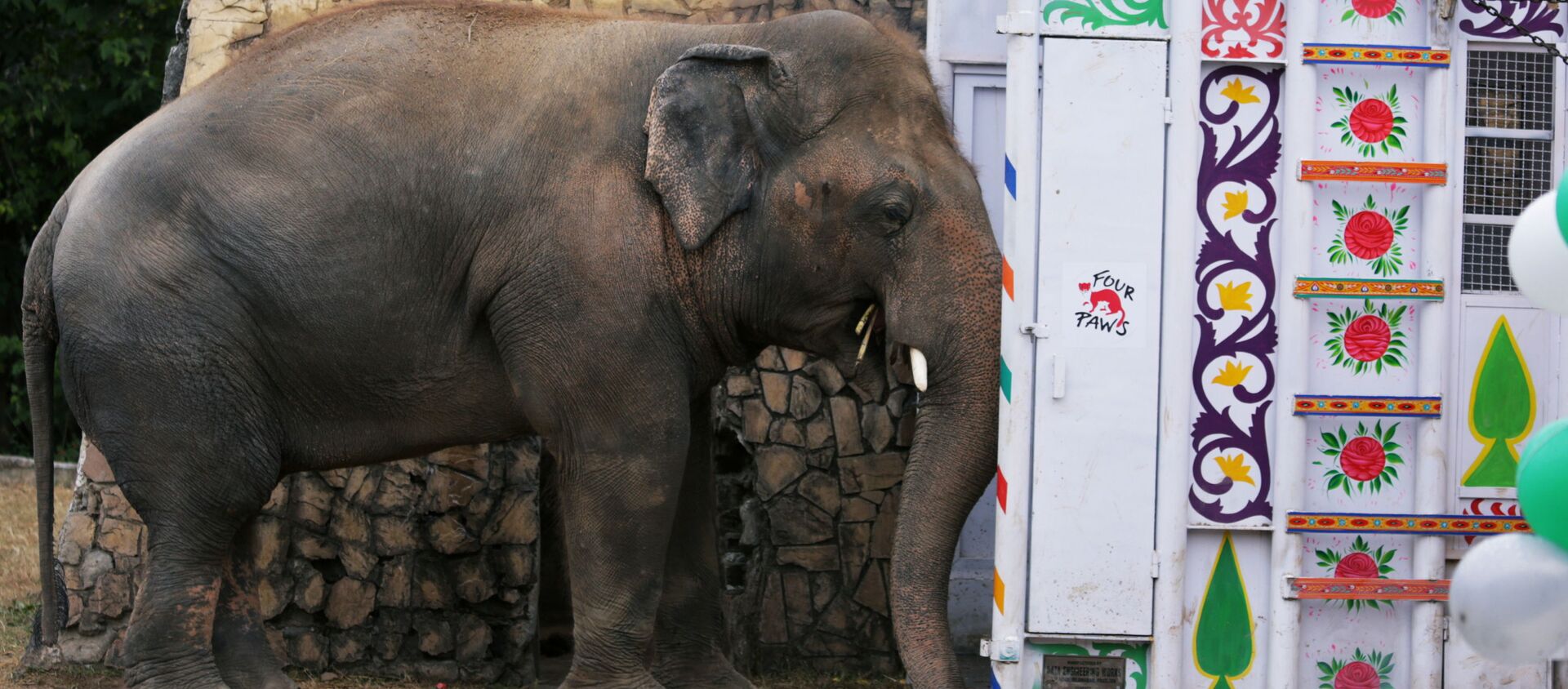 El elefante Kaavan espera ser transportado a un santuario en Camboya - Sputnik Mundo, 1920, 30.11.2020