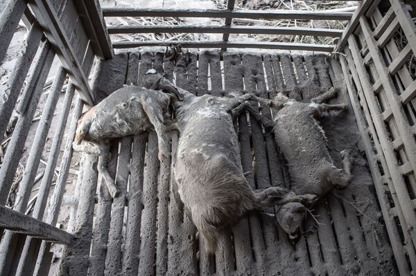 Unos animales muertos a raíz de la erupción del volcán Semeru en Indonesia. - Sputnik Mundo