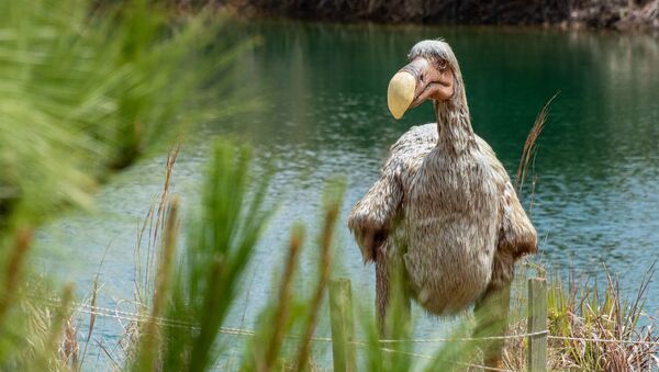 Representación de dodo, la ave no volador extinta - Sputnik Mundo