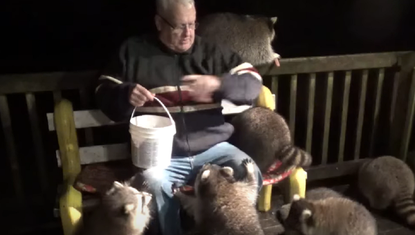 El 'encantador de mapaches' es rodeado por sus mascotas - Sputnik Mundo