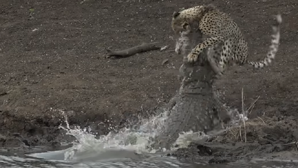 Un guepardo cae en las fauces de un cocodrilo - Sputnik Mundo